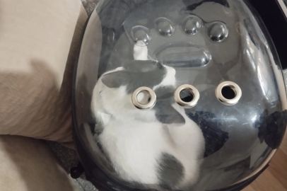 Kayseri Büyükşehir 'Tofu'yu kurtardı