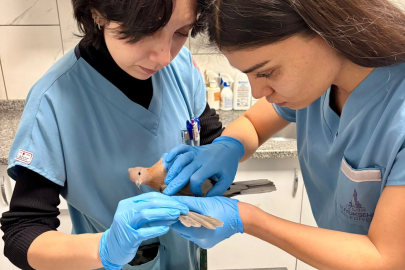 İzmir’de umudu büyüten görüntüler... Yaralı güvercin şifa buldu