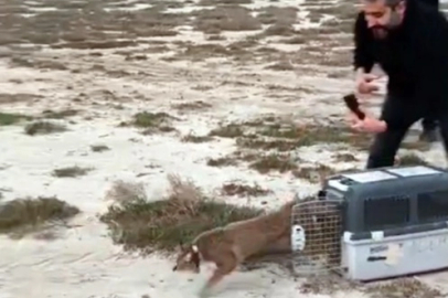 Aydın'da ağır yaralı bulunmuştu... İzmir'den sağlıklı şekilde doğaya salındı
