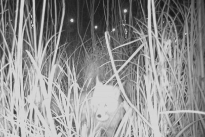 Ordu Durugöl Kurtuluş Tabiat Parkı’nda tilki yumurtaların peşinde